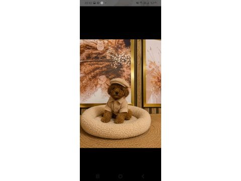 Kucuk seker poodle mınıkler