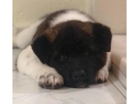Amerikan akita köpeği