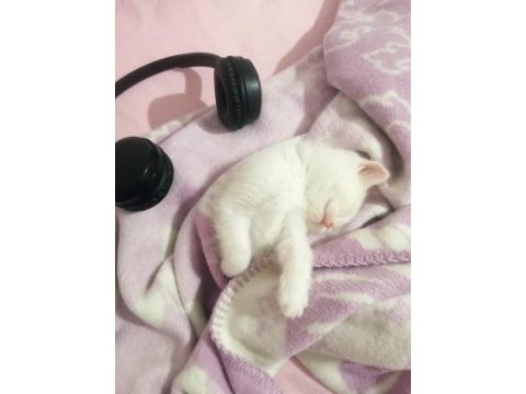 Her renkten british shorthair yavrular