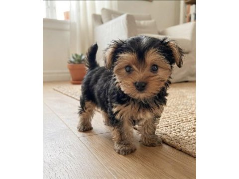 Dişi erkek yorkshire terrier