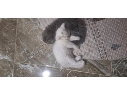 6 scottish fold yavru