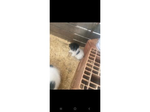 Sahiplendirilmeye hazır 40 günlük 2 erkek 1 dişi shih tzu