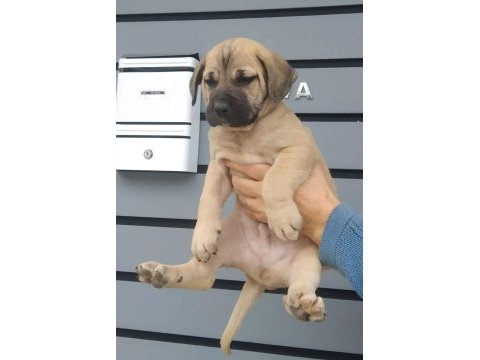 A kaliteli presa canario yavrular