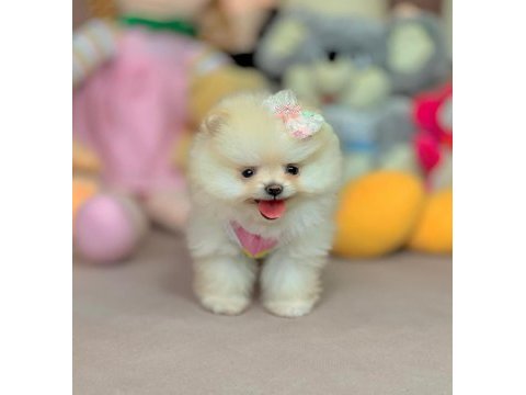 Pomeranian boo ayıcık surat