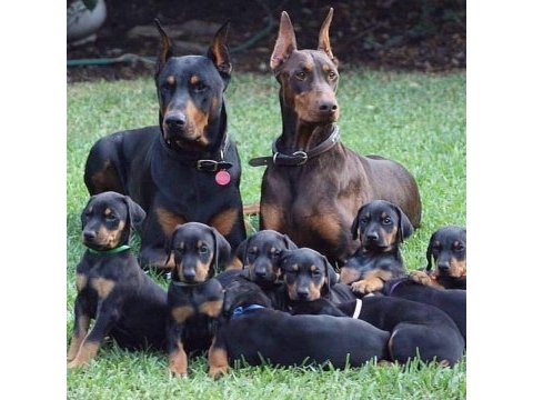 Kıng doberman yavruları