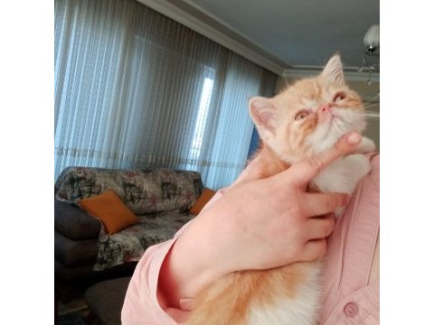 Exotic shorthair burun, şov kalite