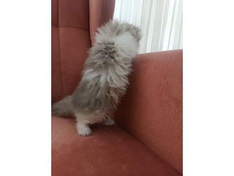 British longhair bicolor erkek