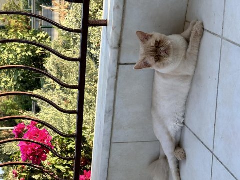 İran kedimi sahiplendiriyorum