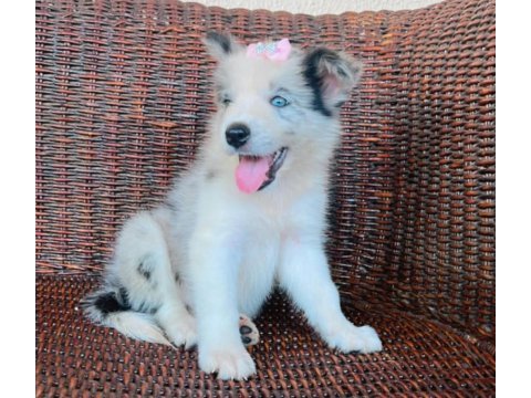 A kalite border collie yavrular