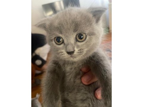 Scottish fold kedimizin yavruları