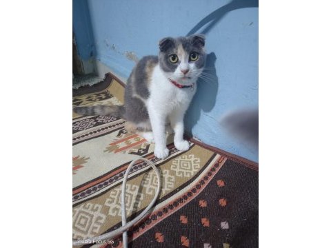 Scottish fold 8 aylık