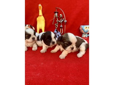 Shih tzu şitsu