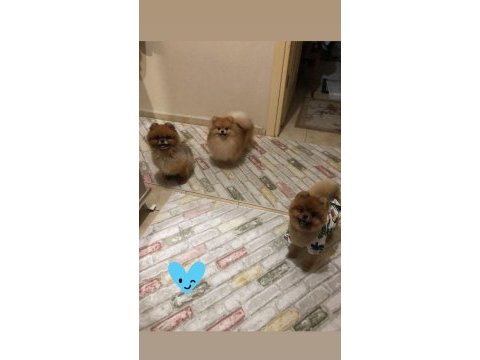 Pomeranian boo ayı surat yavrularımız