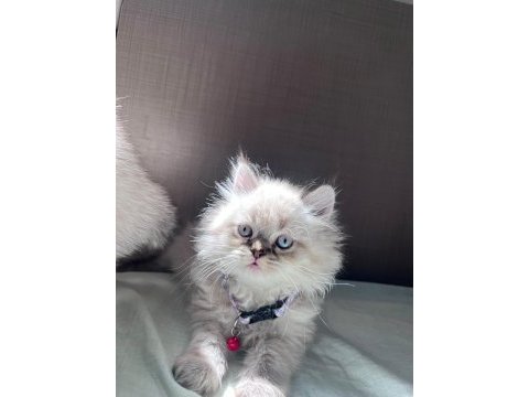British longhair 2 aylık erkek