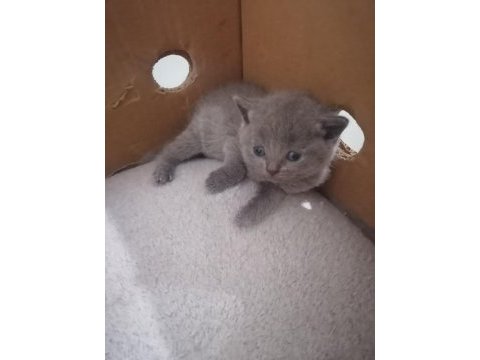 British shorthair