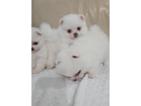 Snow white pomeranian boo dişi ve erkekler