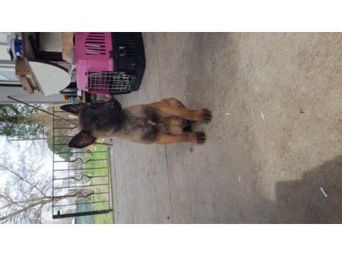 Malinois köpeğimiz