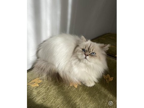 British longhair lynx point dişi