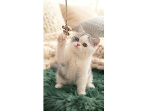 Çok tatlı yavru kedimiz