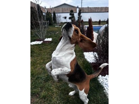 2 yaşında beagle