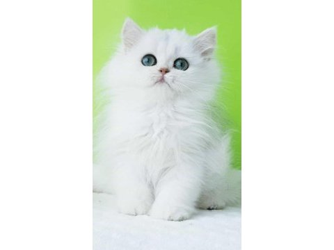 British longhair 2 aylık