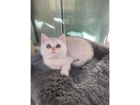 Silver british shorthair cinsi yavrumuza yuva arıyoruz