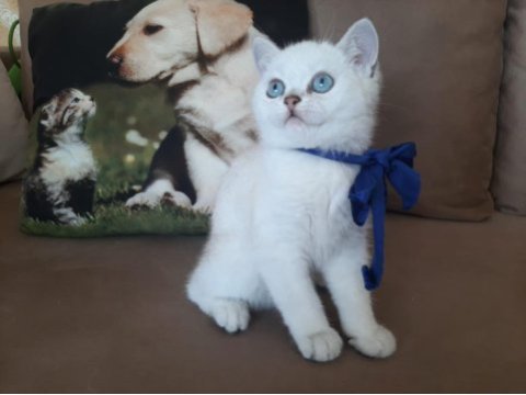 Yavrumu sahiplendiriyorum british shorthair
