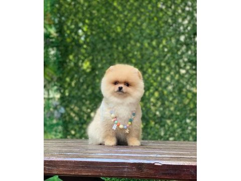 Sevimli pomeranian boo yavruları
