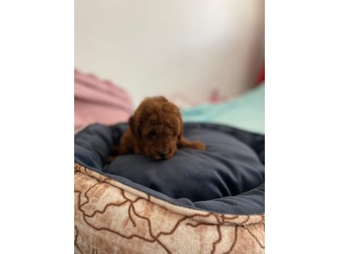 Red poodle yavrularımız