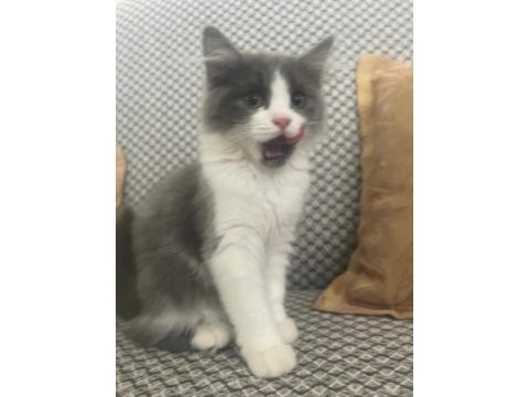 British longhair
