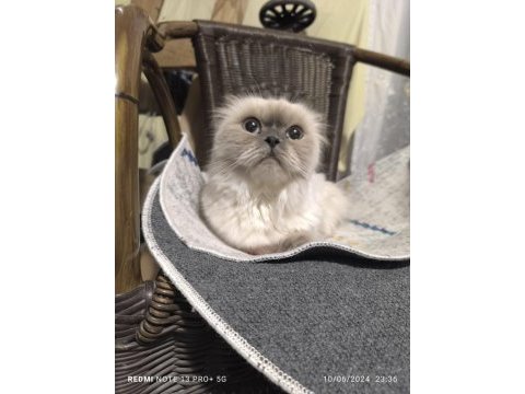 2 yaşında scottish fold