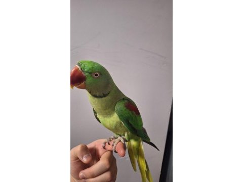 Ful evcil insan ayırt etmeyen alexander papağanı