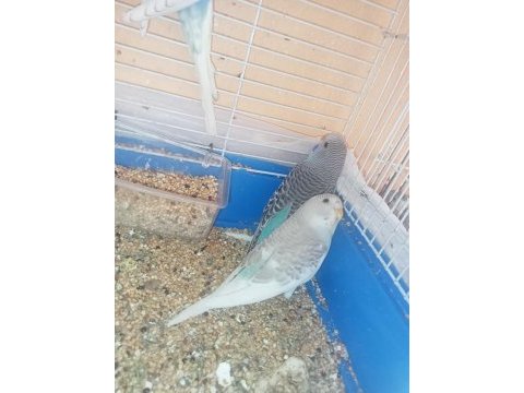 Yeni yeme düşmüş muhabbet kuşu yavruları