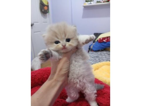 Ay11 by12 ny11 safkan golden yavrular catteryden