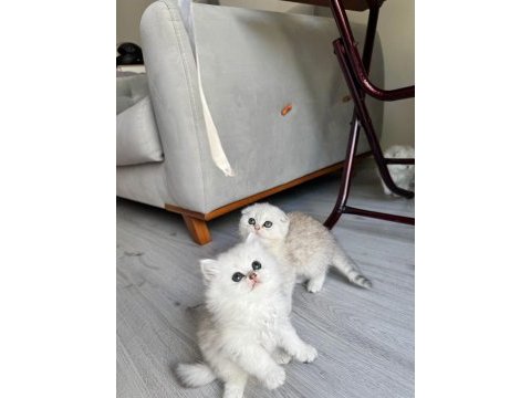 Kendi scottish fold kedimizin yavruları