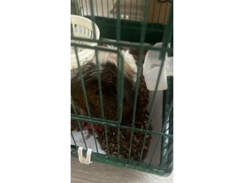 Safkan temiz sakin guinea pig