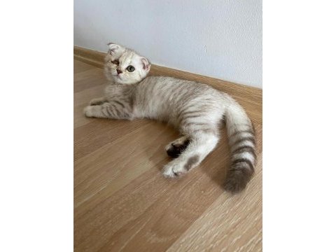 Mersin scottish fold beyaz/gri yavrular