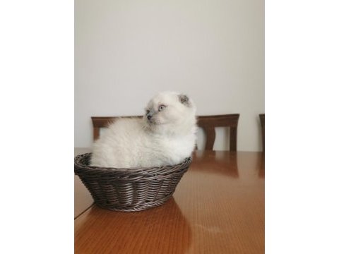 2 aylık british longhair yavrular