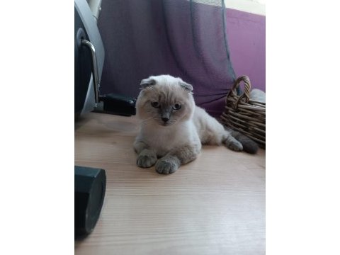 Acil yeni yuvasını arıyor scottish fold