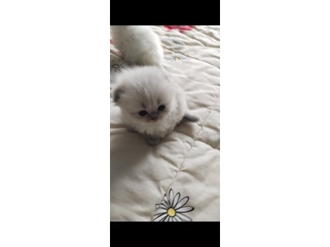 Mavi gözlü british longhair bebekler