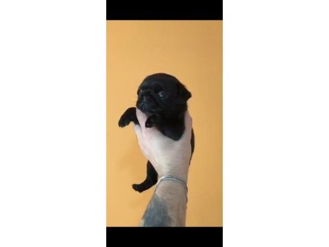 Dişi pug