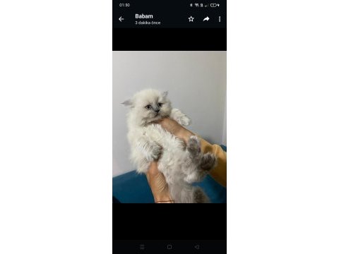 Bluepoint 2 aylık yavrular british longhair