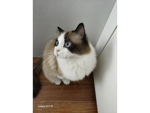 Hazır ragdoll erkek 2 yaşında