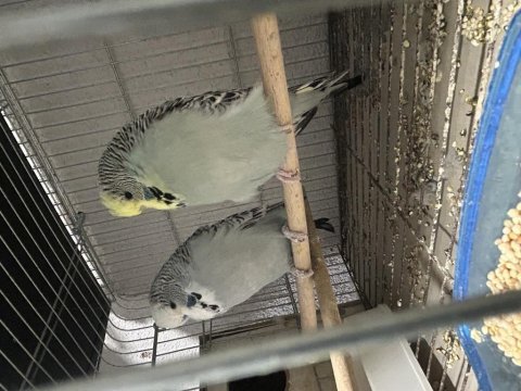 Hazır jumbo muhabbet kuşu takımlar bakma değer