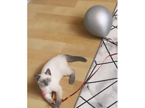 1 yaşında blue point british shorthair