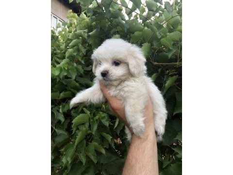 Son kalan birinci sınıf maltese terrier yavrumuz