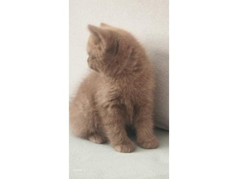 Cinnemon safkan british shorthair