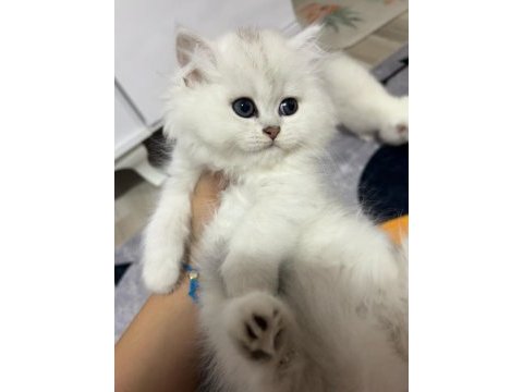 Güzel british longhair bebekler