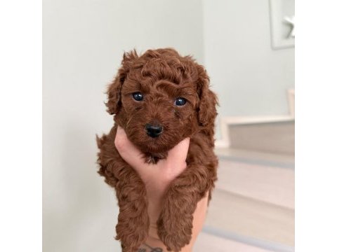Red brown poodle yavrular