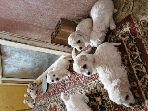 Maltese terrier kardeşler